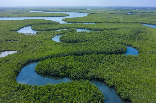 A mangrove erdő légi kilátása Gambiában. Fénykép: fr drón — Stock Fotó