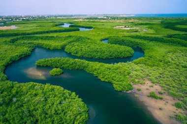 Gambiya Mangrovları. Gambiya 'daki mangrov ormanının havadan görünüşü. Fotoğraf.