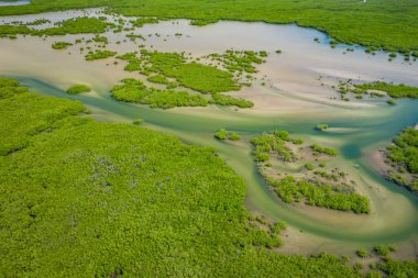 Saloum Delta Ulusal Par 'daki mangrov ormanının havadan görünüşü