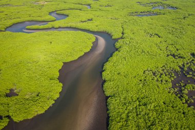Saloum Delta Ulusal Par 'daki mangrov ormanının havadan görünüşü