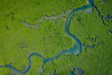 Senegal Mangrovları. Saloum 'daki mangrov ormanının havadan görünüşü.