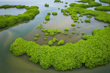 Senegal Mangrovları. Saloum 'daki mangrov ormanının havadan görünüşü.