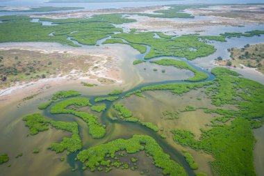 Senegal Mangrovları. Saloum 'daki mangrov ormanının havadan görünüşü.