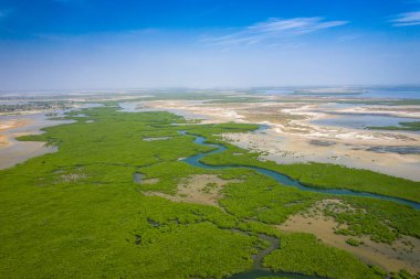 Saloum Delta Ulusal Par 'daki mangrov ormanının havadan görünüşü
