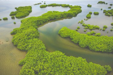 Saloum Delta Ulusal Par 'daki mangrov ormanının havadan görünüşü