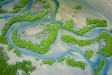 Senegal Mangrovları. Saloum 'daki mangrov ormanının havadan görünüşü.