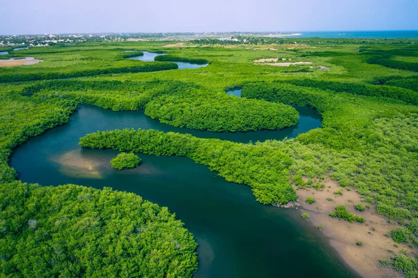 Gambiya Mangrovları. Gambiya 'daki mangrov ormanının havadan görünüşü. Fotoğraf.