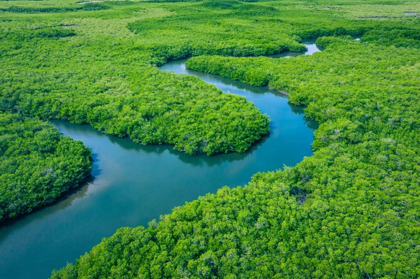 Gambia Mangroves. Aerial view of mangrove forest in Gambia. Phot — Stock Photo, Image