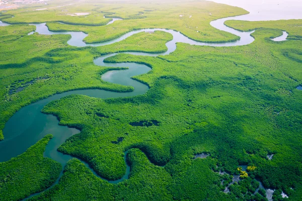 Mangrowe Gambia. Widok z lotu ptaka na las namorzynowy w Gambii. Gorączka — Zdjęcie stockowe