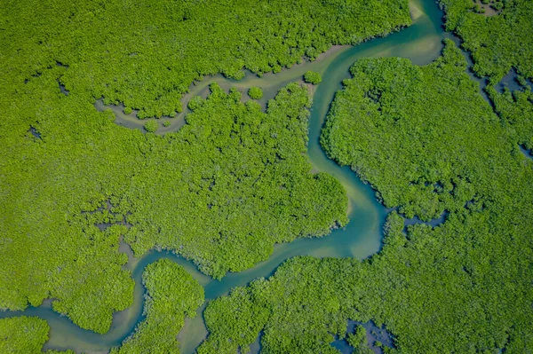 Senegal Mangrovları. Saloum 'daki mangrov ormanının havadan görünüşü. — Stok fotoğraf