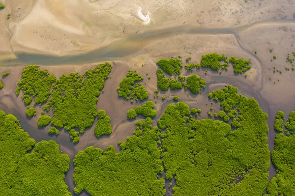 Luftaufnahme des Mangrovenwaldes im Saloum Delta National par — Stockfoto