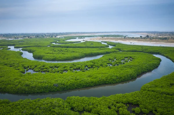 Senegal Mangrovları. Saloum 'daki mangrov ormanının havadan görünüşü.