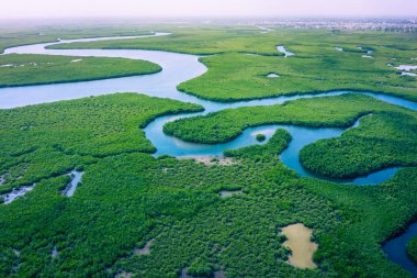 Gambiya Mangrovları. Gambiya 'daki mangrov ormanının havadan görünüşü. Fotoğraf.