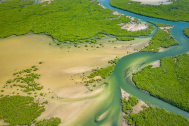 Saloum Delta Ulusal Par 'daki mangrov ormanının havadan görünüşü