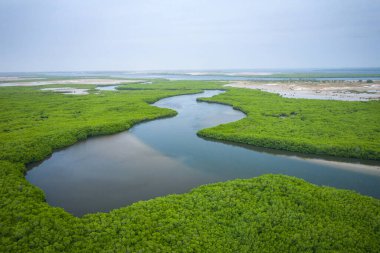 Senegal Mangrovları. Saloum 'daki mangrov ormanının havadan görünüşü.