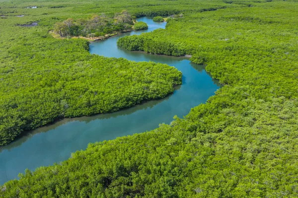 Aerial view of mangrove forest in Gambia. Photo made by drone fr — Stock Photo, Image