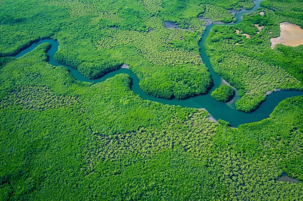 Gambiya Mangrovları. Gambiya 'daki mangrov ormanının havadan görünüşü. Fotoğraf. — Stok fotoğraf
