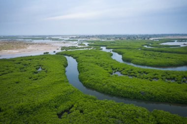 Senegal Mangrovları. Saloum 'daki mangrov ormanının havadan görünüşü.