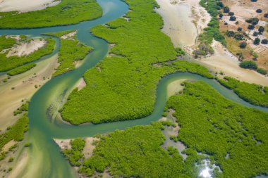Saloum Delta Ulusal Par 'daki mangrov ormanının havadan görünüşü