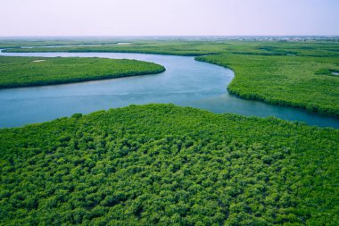 Gambiya Mangrovları. Gambiya 'daki mangrov ormanının havadan görünüşü. Fotoğraf.
