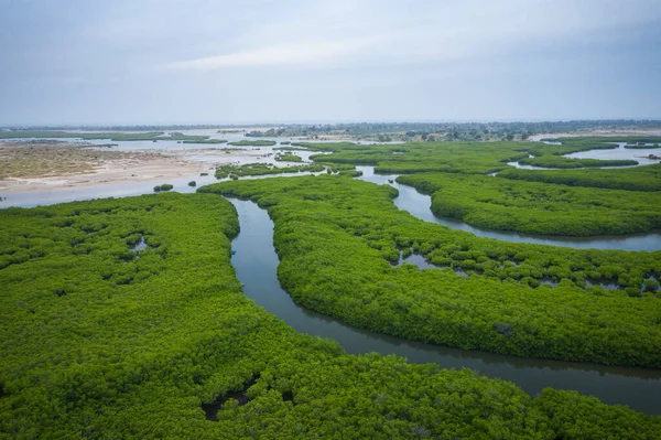 Senegal Manguezais. Vista aérea da floresta de manguezais no Saloum — Fotografia de Stock