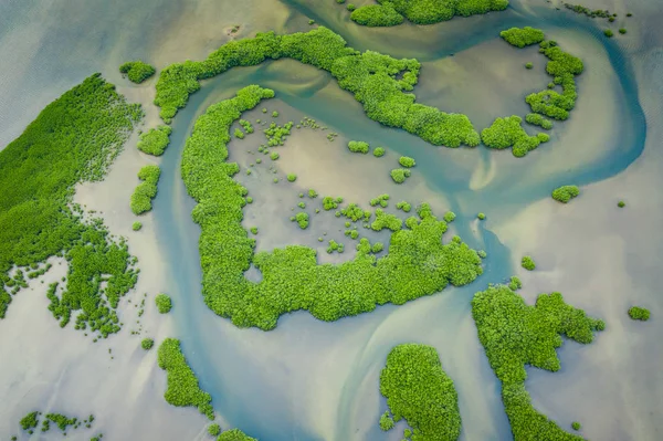 Szenegál Mangroves. Légi kilátás mangrove erdő a Saloum — Stock Fotó