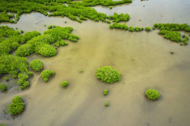 Senegal Mangrovları. Saloum 'daki mangrov ormanının havadan görünüşü.