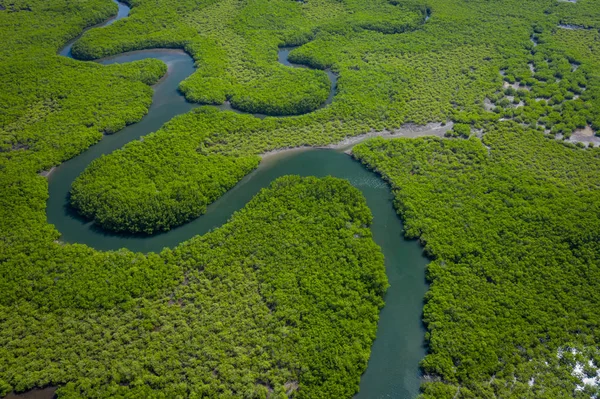 Vista aérea del bosque de manglares en Gambia. Foto tomada por drone fr — Foto de Stock