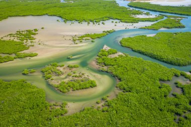 Saloum Delta Ulusal Par 'daki mangrov ormanının havadan görünüşü
