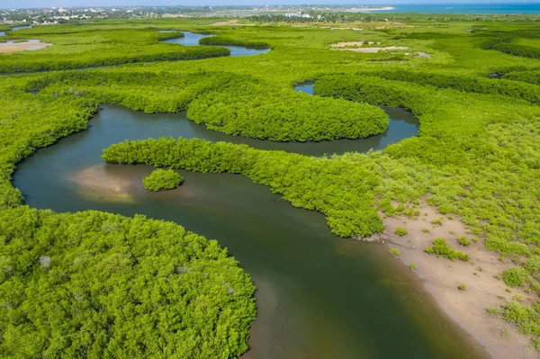 Letecký pohled na mangrovový les v Gambii. Fotografie od drone fr — Stock fotografie