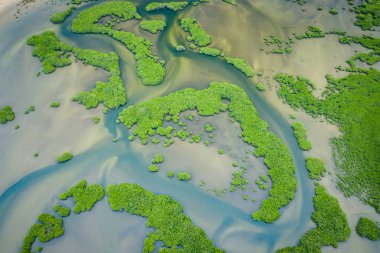 Senegal Mangrovları. Saloum 'daki mangrov ormanının havadan görünüşü.