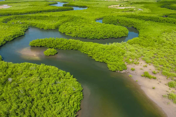 Aerial view of mangrove forest in Gambia. Photo made by drone fr — Stock Photo, Image