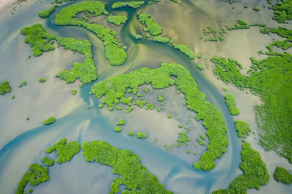 Сенегал Мангров. Повітряний вид мангрових лісів у Салумі. — стокове фото