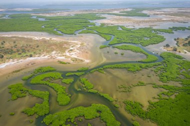 Saloum Delta Ulusal Par 'daki mangrov ormanının havadan görünüşü