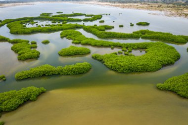 Saloum Delta Ulusal Par 'daki mangrov ormanının havadan görünüşü