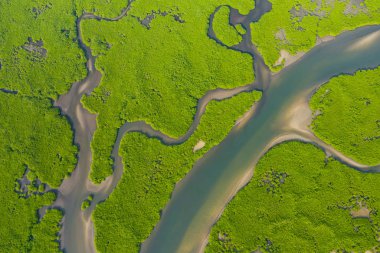 Saloum Delta Ulusal Par 'daki mangrov ormanının havadan görünüşü