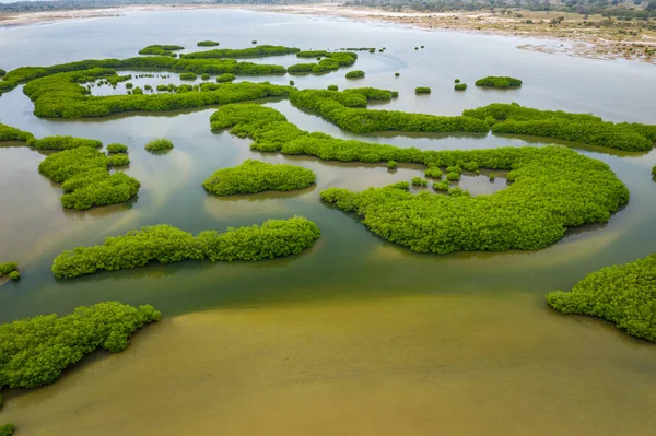 Saloum Delta Ulusal Par 'daki mangrov ormanının havadan görünüşü
