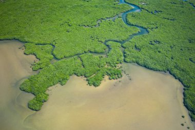 Senegal Mangrovları. Saloum 'daki mangrov ormanının havadan görünüşü.