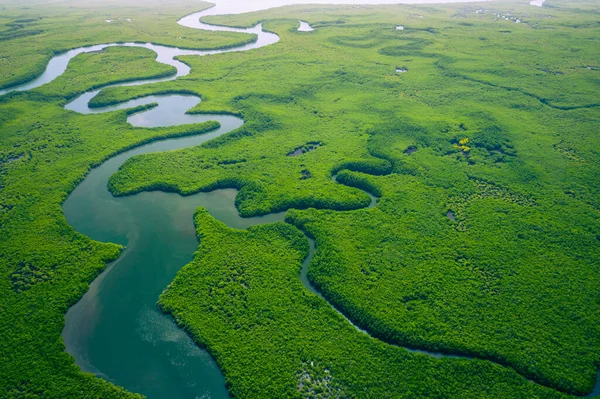 Gambiya Mangrovları. Gambiya 'daki mangrov ormanının havadan görünüşü. Fotoğraf.