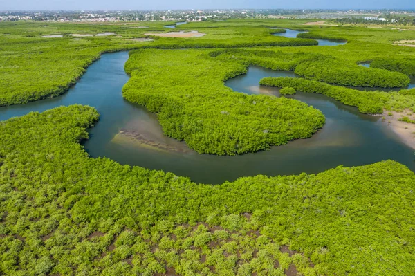 Gambiya 'daki mangrov ormanının havadan görünüşü. Fotoğraf: Drone fr. — Stok fotoğraf