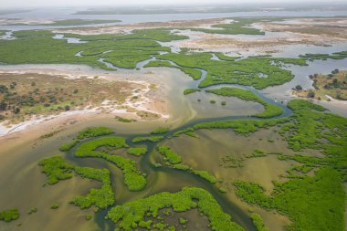 Saloum Delta Ulusal Par 'daki mangrov ormanının havadan görünüşü