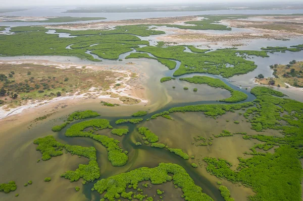 Letecký pohled na mangrovový les v Salúmu Delta National Par — Stock fotografie