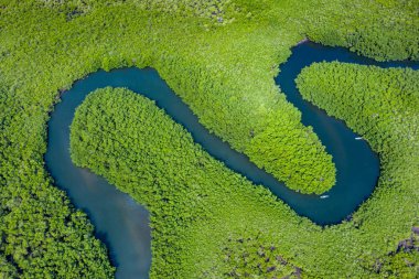 Gambiya 'daki mangrov ormanının havadan görünüşü. Fotoğraf: Drone fr.