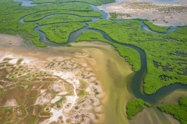 Saloum Delta Ulusal Par 'daki mangrov ormanının havadan görünüşü
