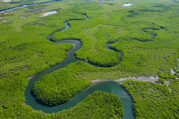 Vue aérienne de la forêt de mangroves en Gambie. Photo réalisée par drone en — Photo