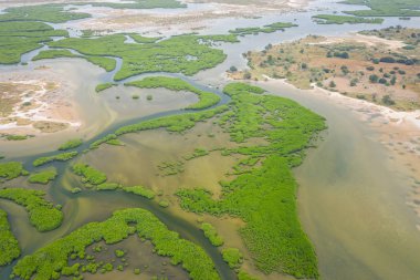 Saloum Delta Ulusal Par 'daki mangrov ormanının havadan görünüşü