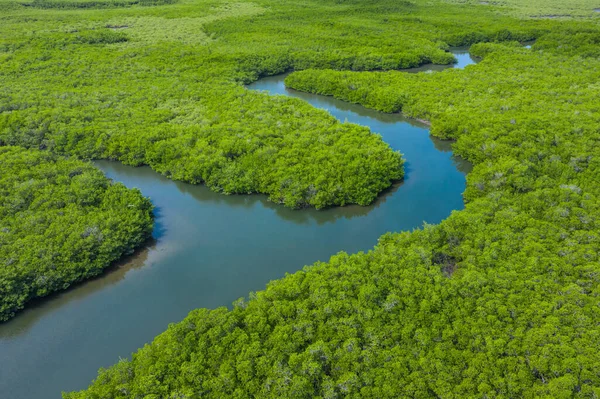 Vue aérienne de la forêt de mangroves en Gambie. Photo réalisée par drone en — Photo