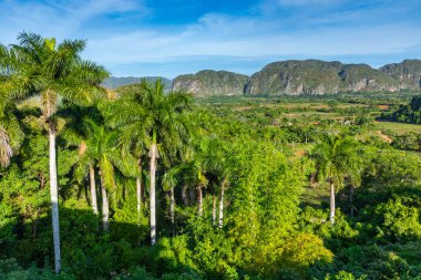 Vinales Vadisi, Cu 'da mogotlarla panoramik manzara