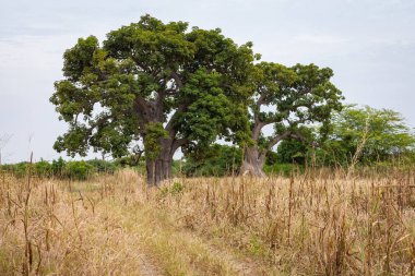 Güneybatı Sene 'nin kurak bozkırlarında devasa baobab ağaçları.