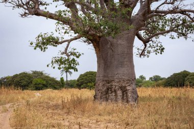 Güneybatı Sene 'nin kurak bozkırlarında devasa baobab ağaçları.